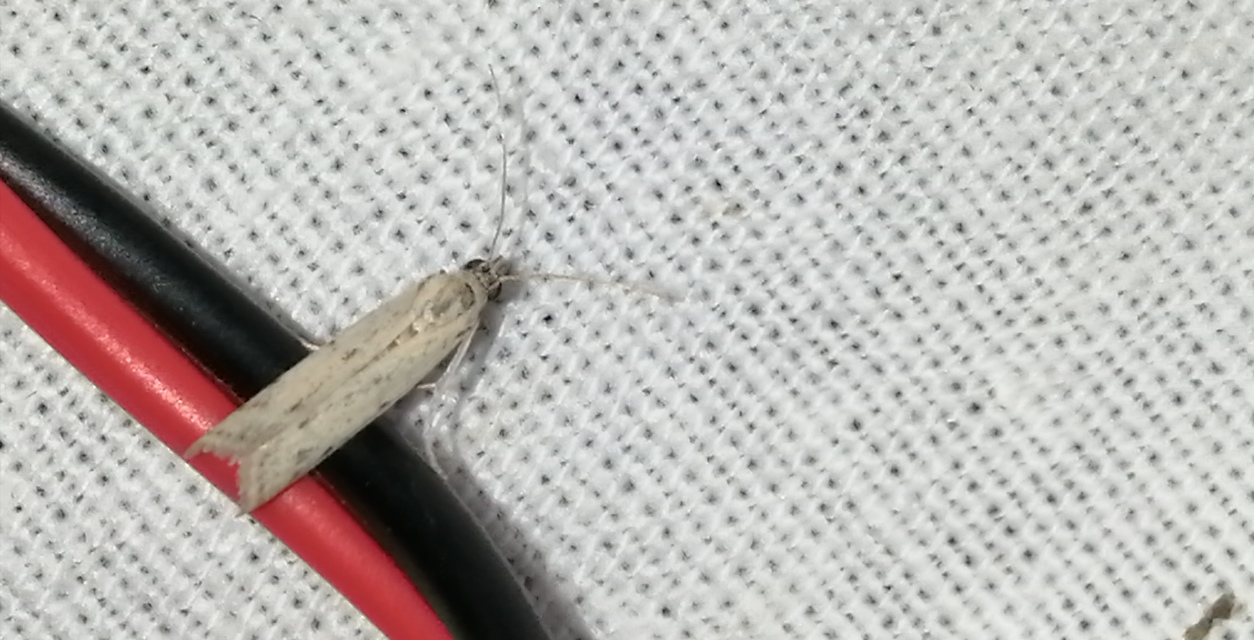 Homoeosoma nebulella - napraforgómoly