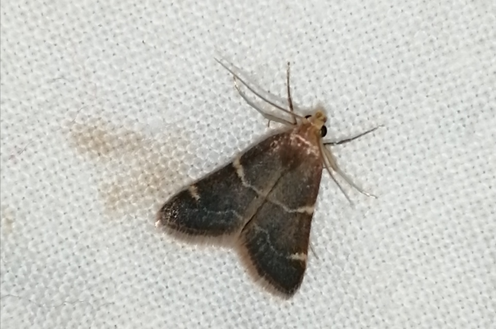 Pyralis perversalis - pusztai fényilonca Pyralis perversalis - pusztai fényilonca