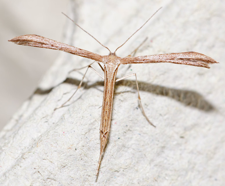 Emmelina monodactyla/argoteles
