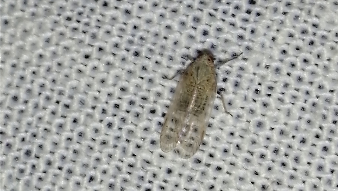 Cixiidae - recéskabócák