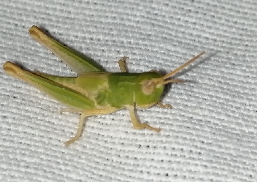 Chorthippus (Chorthippus) (subgenus)