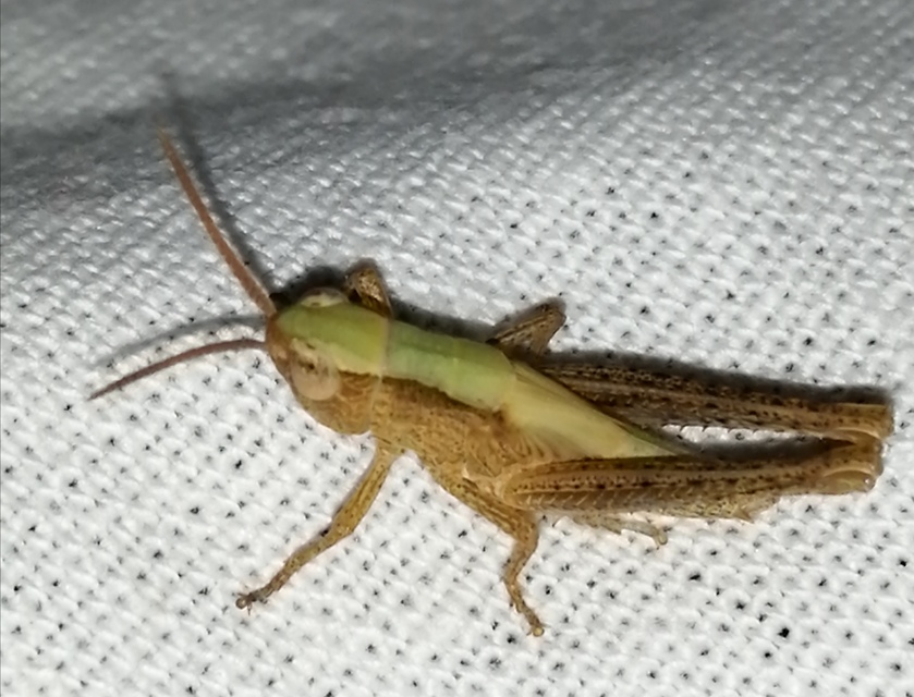 Chorthippus (Chorthippus) (subgenus)