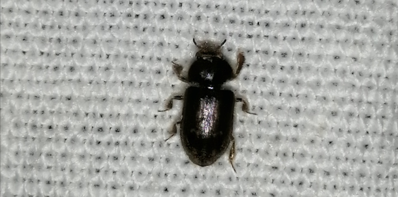 Heterocerus