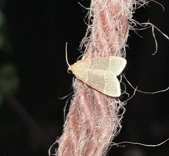 Hypsopygia glaucinalis - rezes fényilonca