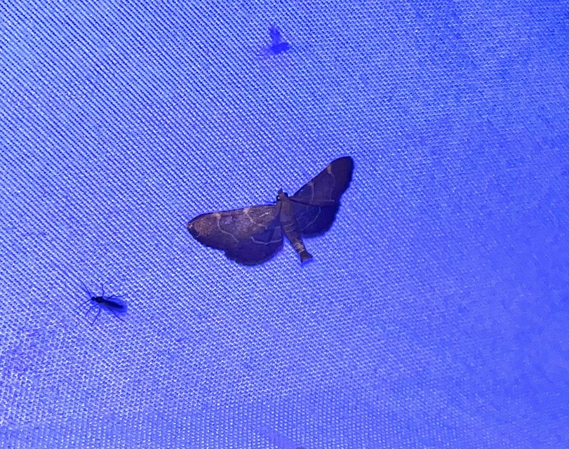 Hypsopygia rubidalis - vörös fényilonca