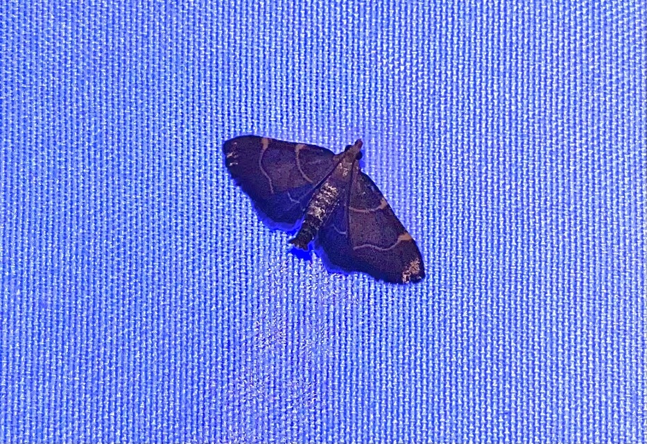 Hypsopygia rubidalis - vörös fényilonca