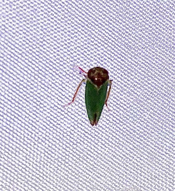 Iassus lanio