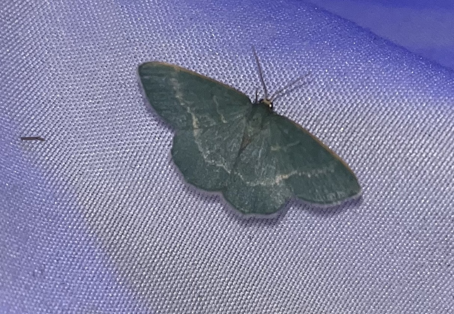 Chlorissa viridata - üdezöld araszoló