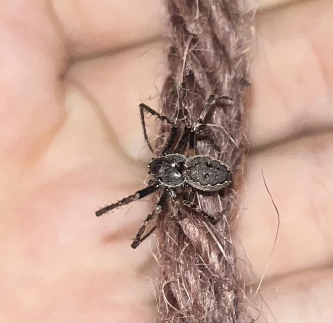 Nuctenea umbratica - közönséges rés-keresztespók
