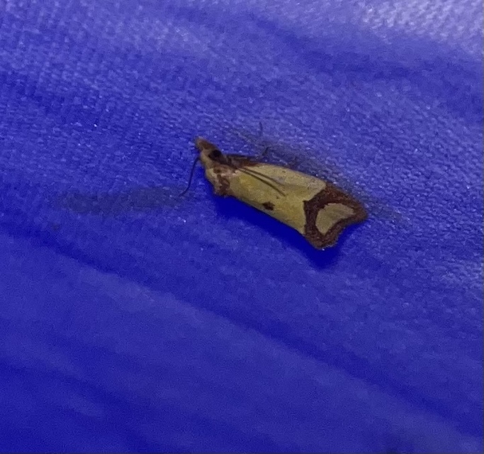 Agapeta zoegana - barnacsíkos sárgamoly