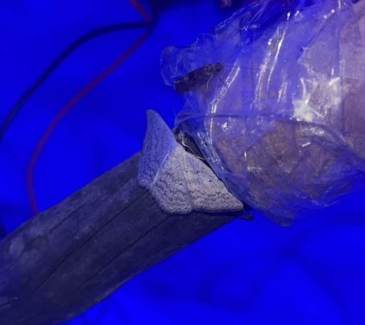 Scopula incanata - hamvas sávosaraszoló