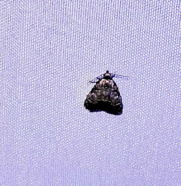 Meganola strigula - hamvas pamacsosszövő