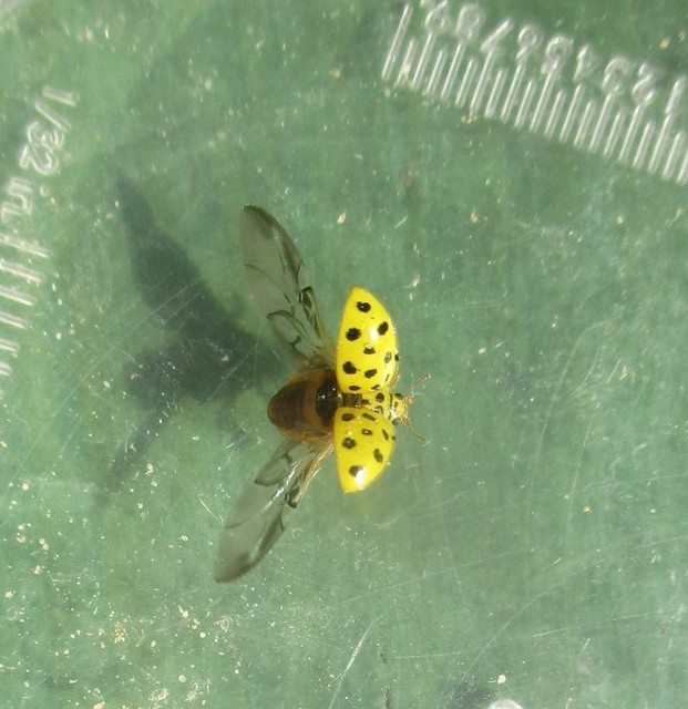 Psyllobora vigintiduopunctata - huszonkétpettyes katica