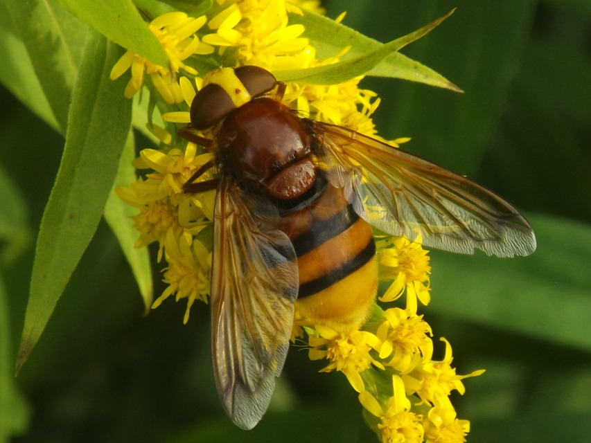 Volucella zonaria - kétöves pihelégy