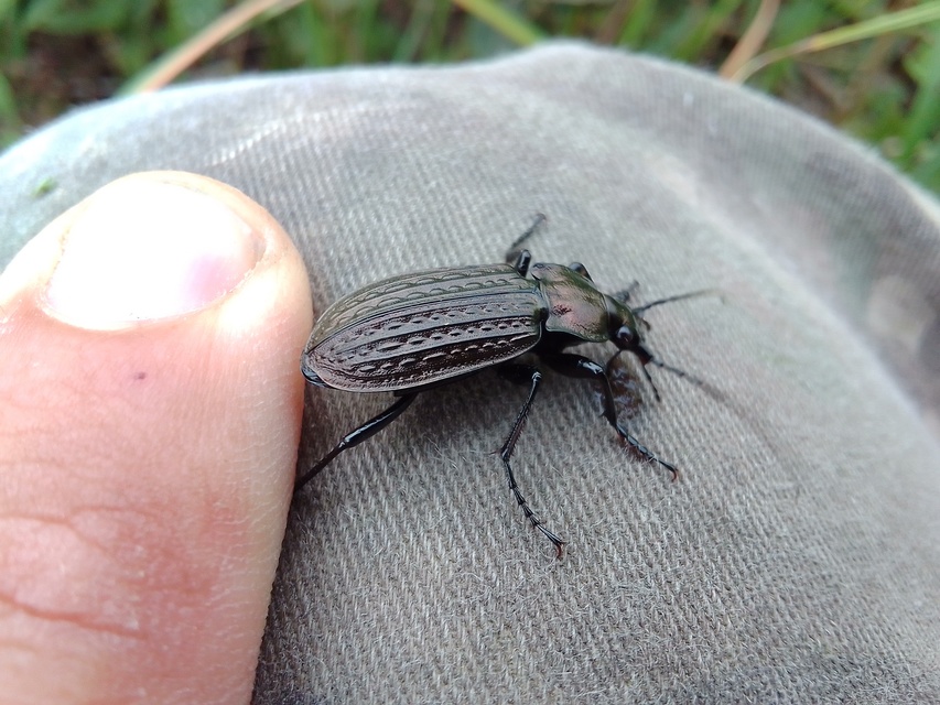 Carabus granulatus - mezei futrinka