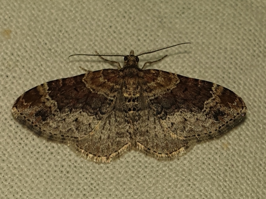 Xanthorhoe spadicearia - sávos tarkaaraszoló