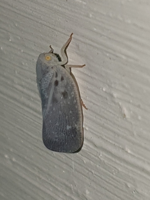 Metcalfa pruinosa - amerikai lepkekabóca