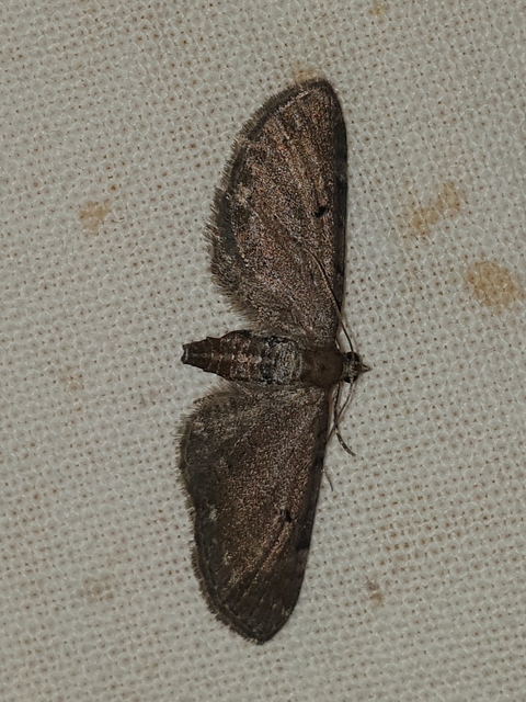 Eupithecia absinthiata - üröm-törpearaszoló
