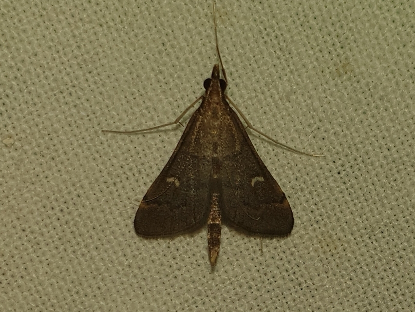Dolicharthria punctalis - hosszúlábú tűzmoly