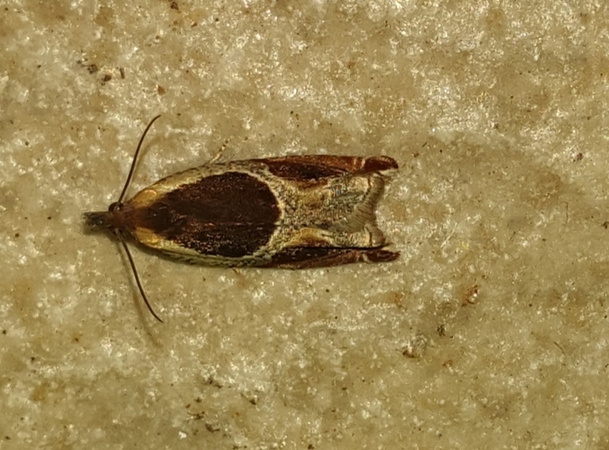 Ancylis unculana - szedersodró horgasmoly