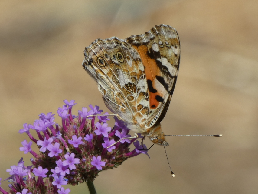 Vanessa cardui - bogáncslepke