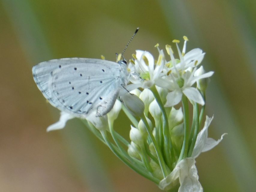 Celastrina argiolus - bengeboglárka