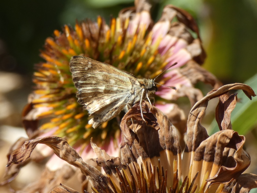 Carcharodus alceae - mályva-busalepke