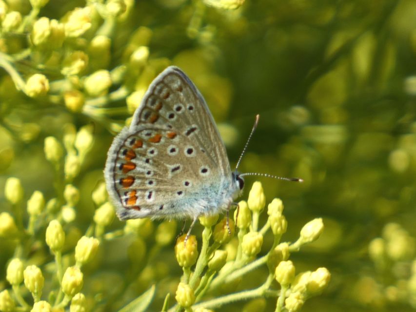 Polyommatus icarus - közönséges boglárka