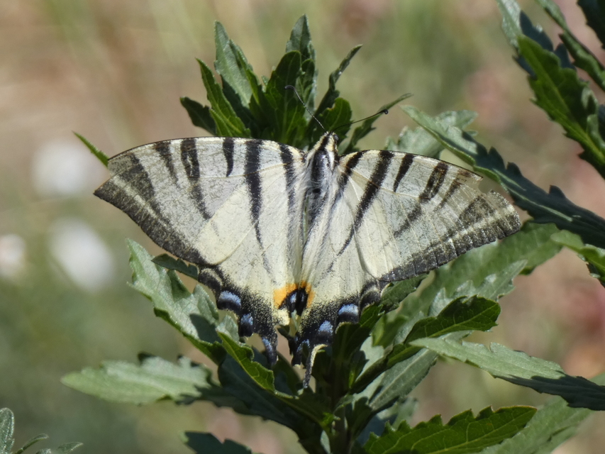 Iphiclides podalirius - kardoslepke