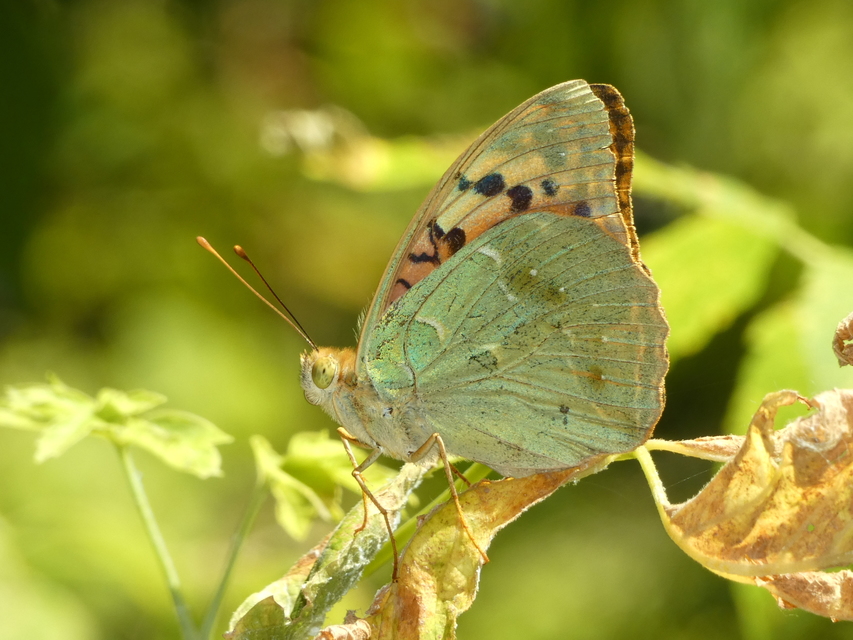 Argynnis pandora - zöldes gyöngyházlepke