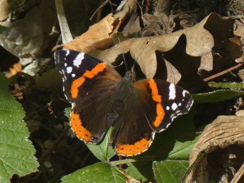 Vanessa atalanta - atalantalepke