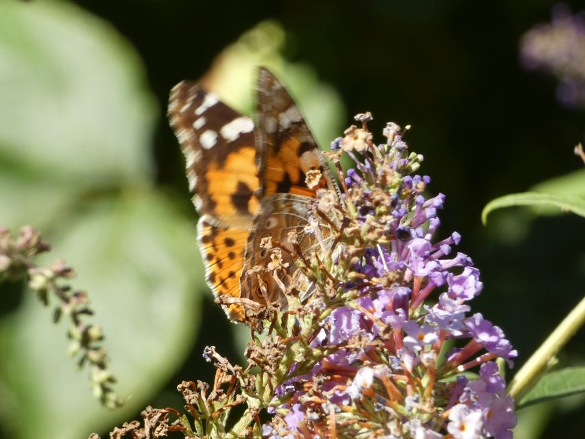Vanessa cardui - bogáncslepke