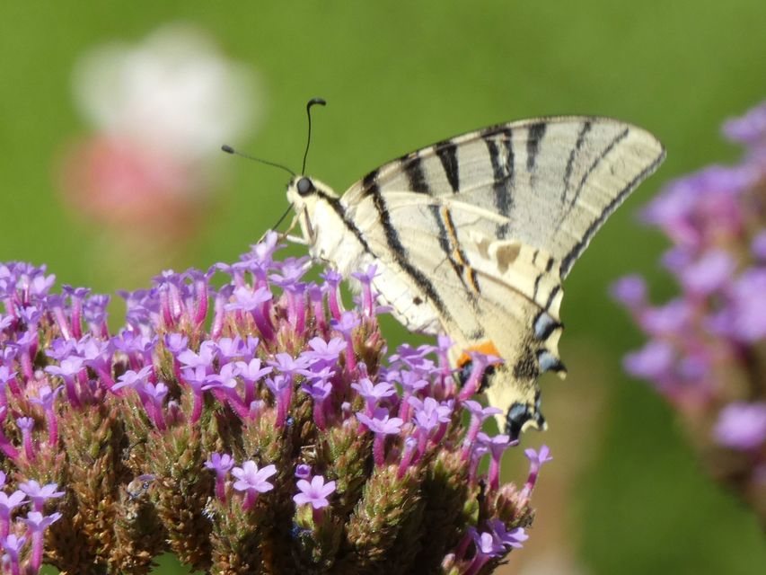 Iphiclides podalirius - kardoslepke
