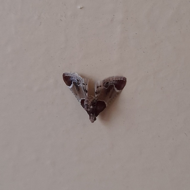 Pyralis farinalis - lisztilonca