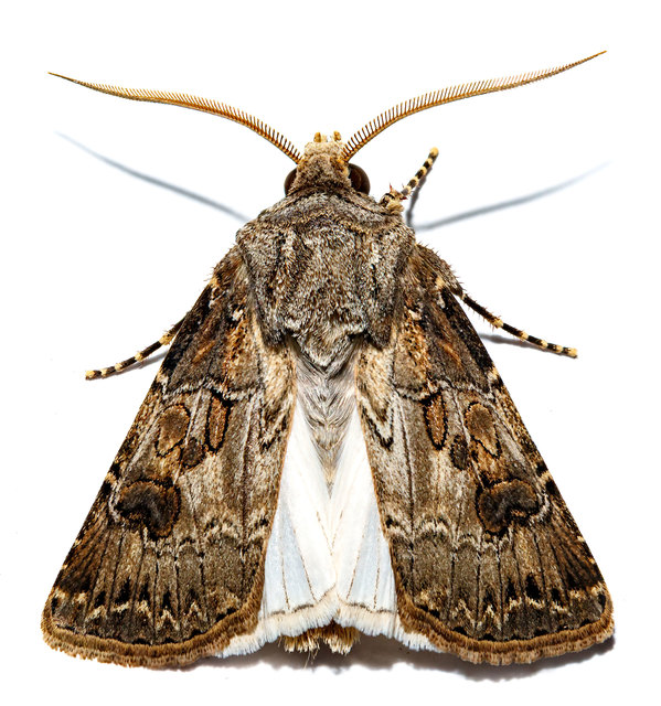 Agrotis bigramma - kétjegyű földibagoly