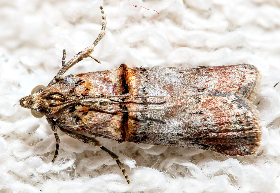 Trachonitis cristella - bokorrágó karcsúmoly