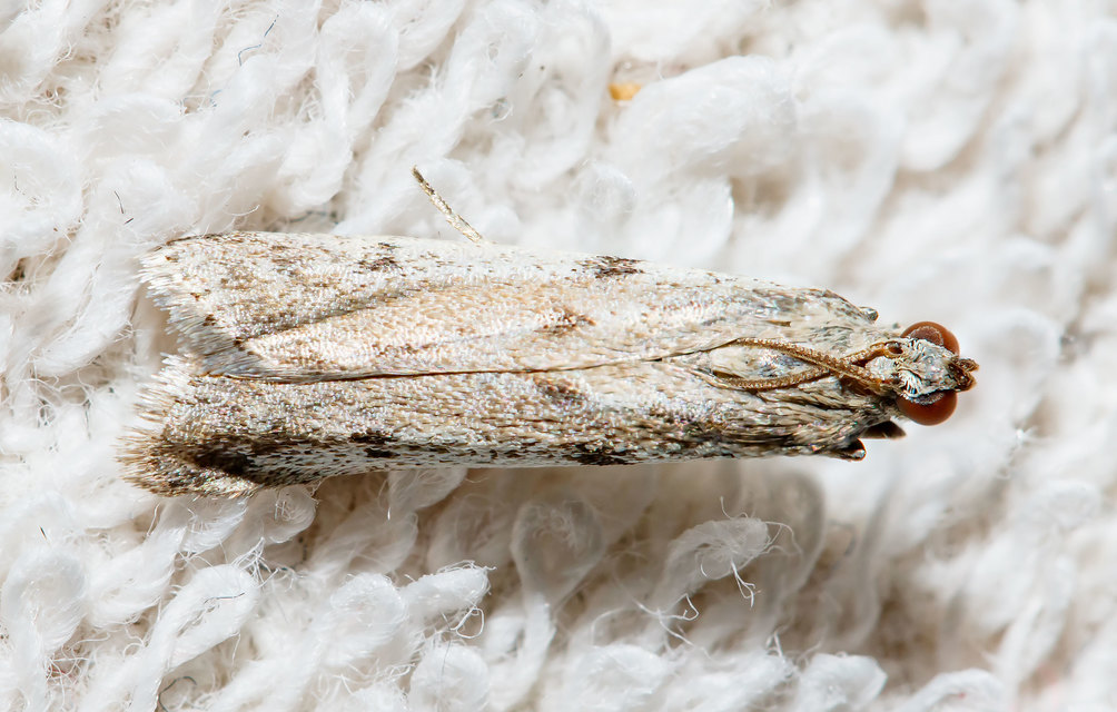 Phycitodes