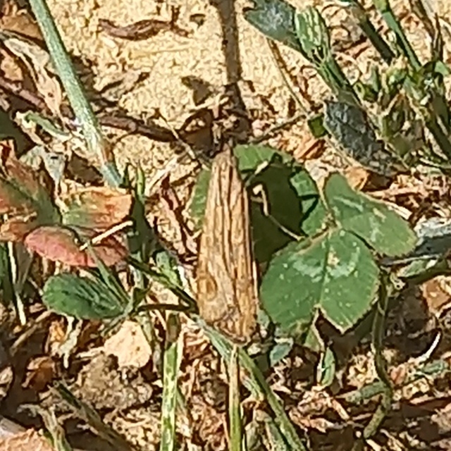 Nomophila noctuella - közönséges vándormoly