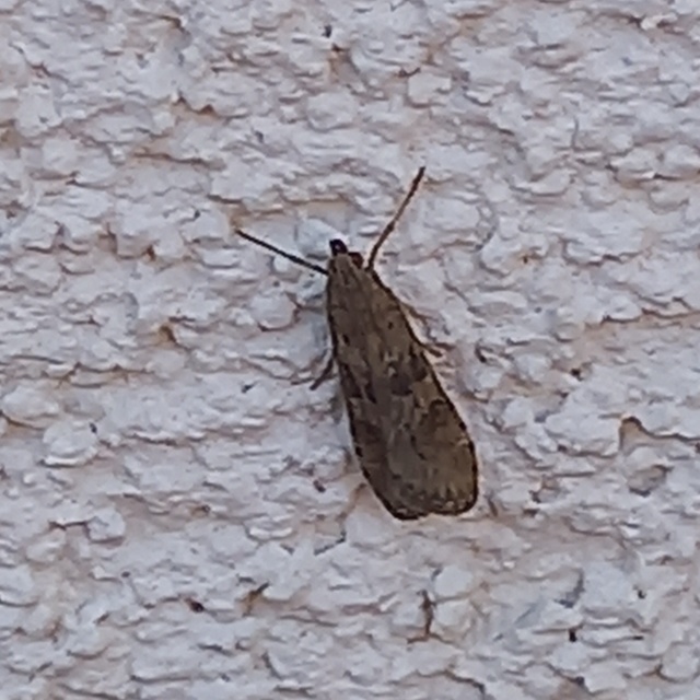 Nomophila noctuella - közönséges vándormoly