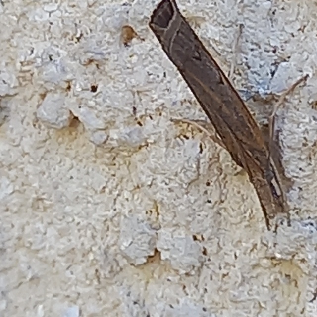 Pediasia contaminella - mocskos fűgyökérmoly