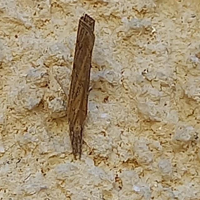 Pediasia contaminella - mocskos fűgyökérmoly