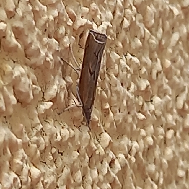 Pediasia contaminella - mocskos fűgyökérmoly
