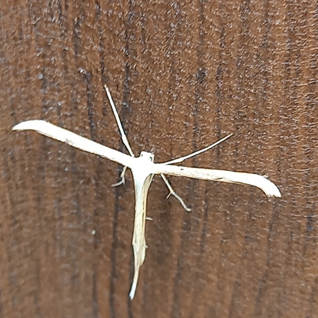 Emmelina monodactyla/argoteles