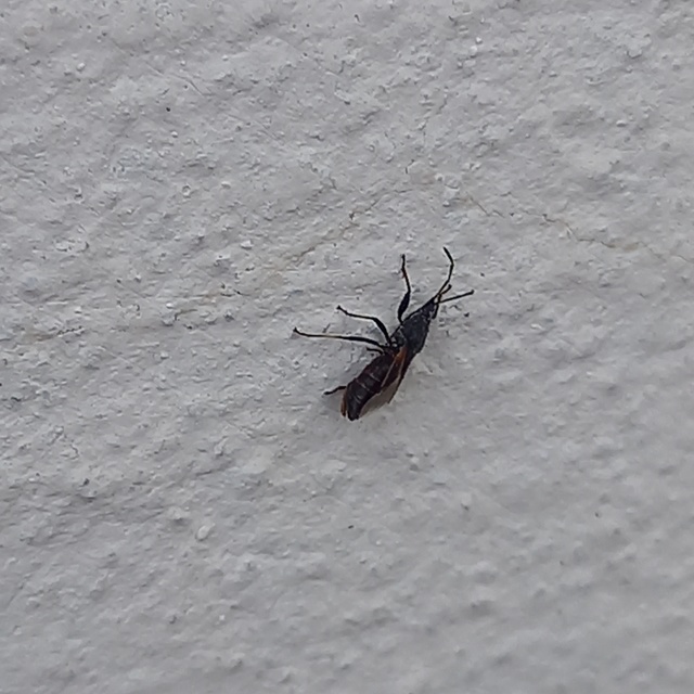 Oxycarenus lavaterae - hársbodobács