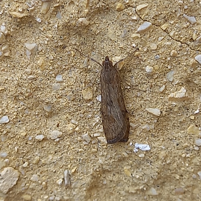Nomophila noctuella - közönséges vándormoly