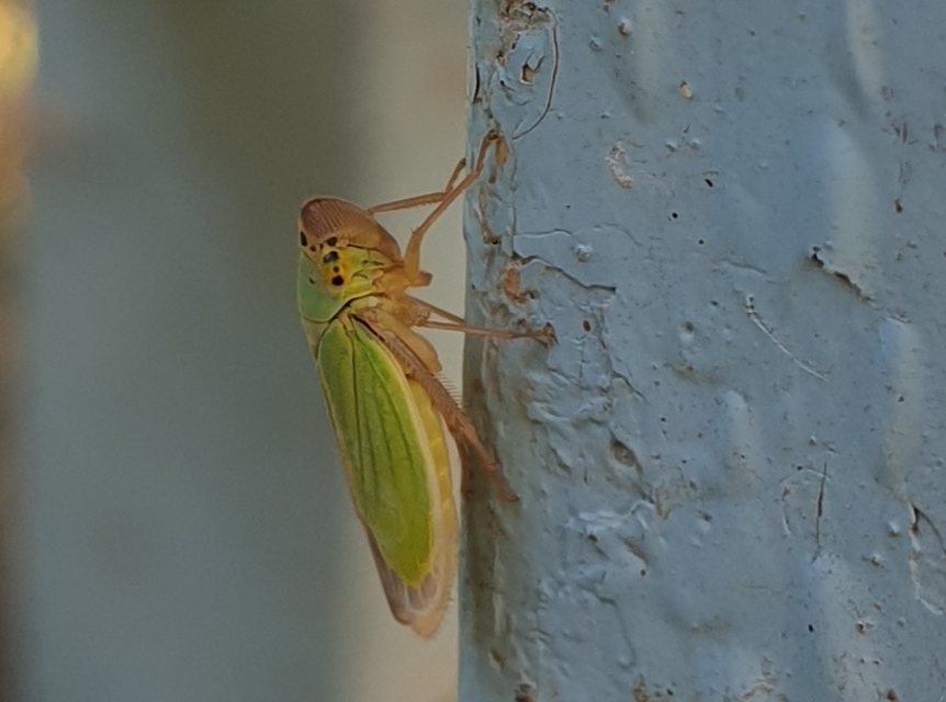 Cicadella viridis - méregzöld kabóca