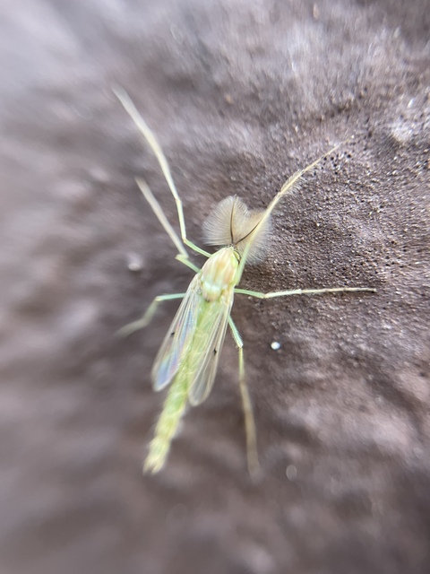 Chironomini