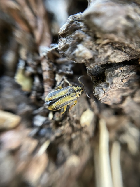 Xanthogalerucella luteola - szilfa-olajosbogár
