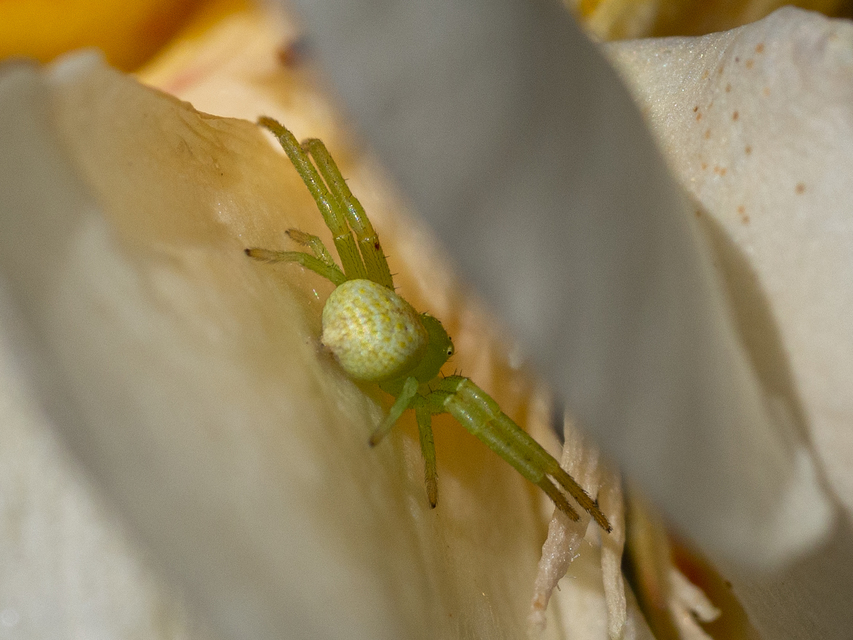 Ebrechtella tricuspidata - alakoskodó karolópók