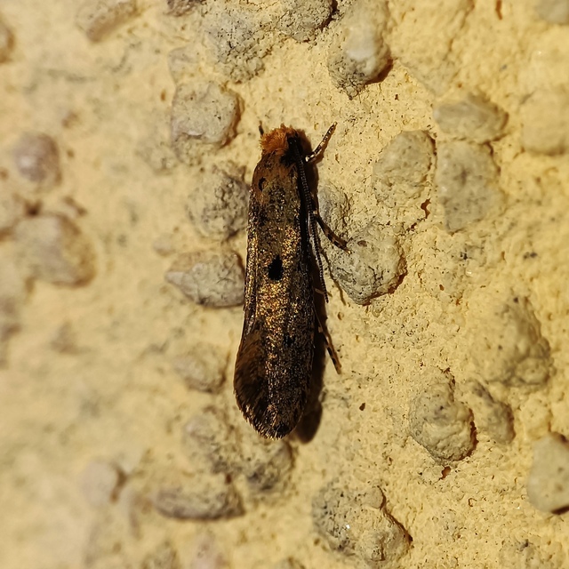 Tinea trinotella - hárompettyes fészekmoly